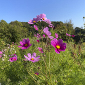 Blume